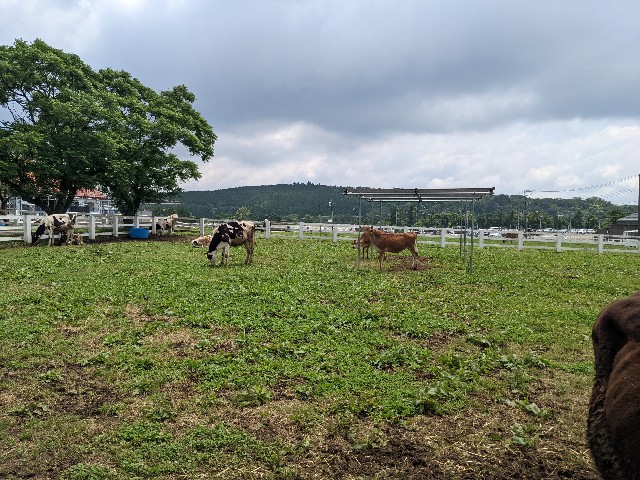 f:id:ranchou:20220624203132j:image