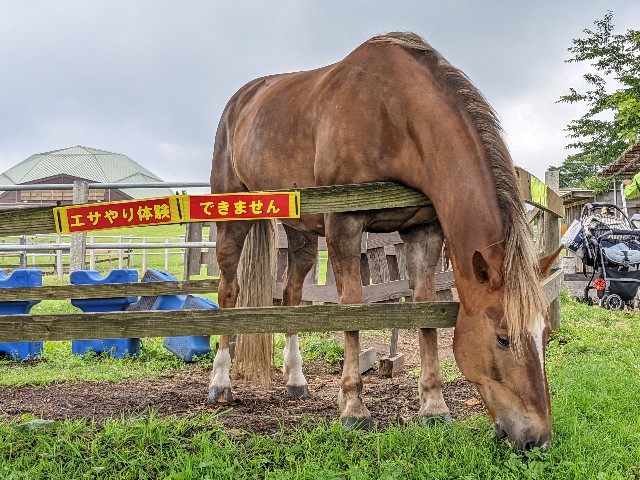 f:id:ranchou:20220624203149j:image