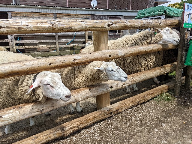 f:id:ranchou:20220624203216j:image