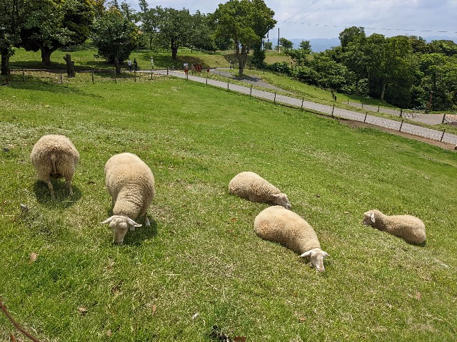 f:id:ranchou:20220624203231j:image