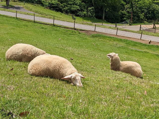 f:id:ranchou:20220624203242j:image