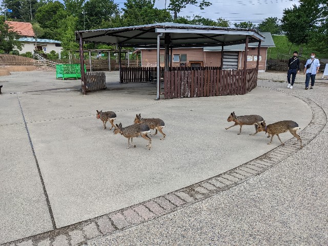 f:id:ranchou:20220624203333j:image