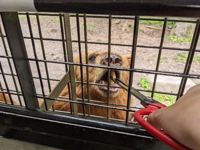 f:id:ranchou:20220627054659j:image