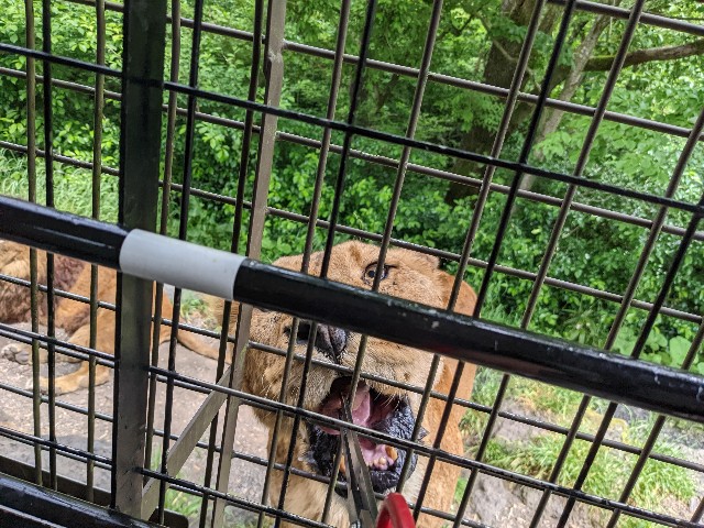 f:id:ranchou:20220627054707j:image