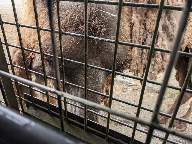 f:id:ranchou:20220627054717j:image