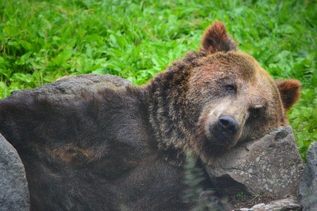 f:id:ranchou:20220627054737j:image