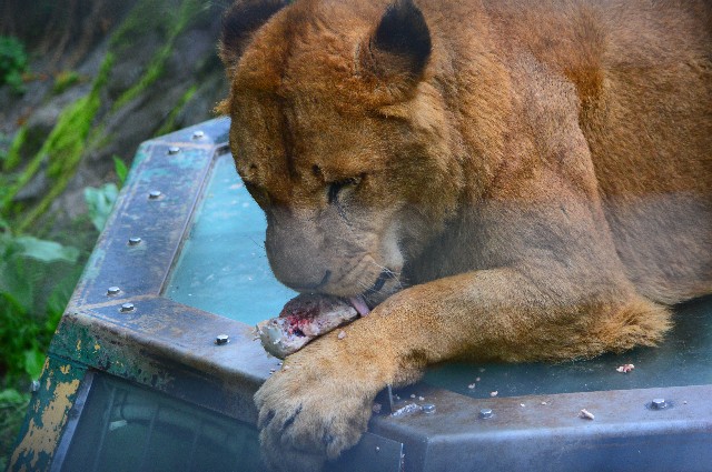 f:id:ranchou:20220627054750j:image