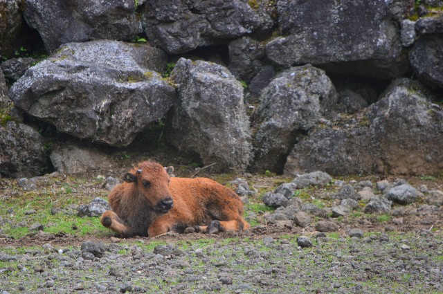 f:id:ranchou:20220627054837j:image