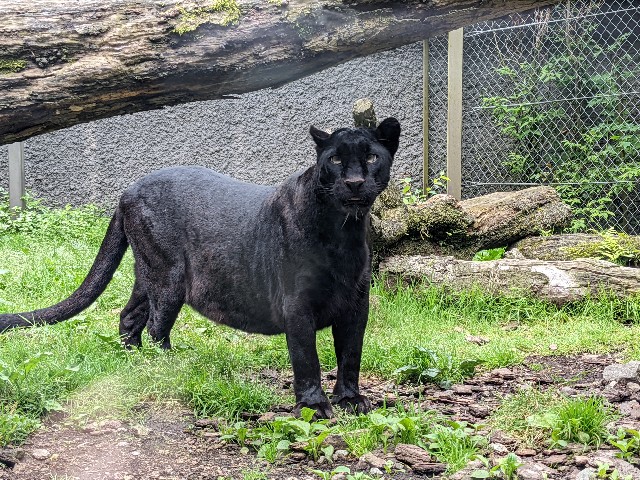 f:id:ranchou:20220627055104j:image