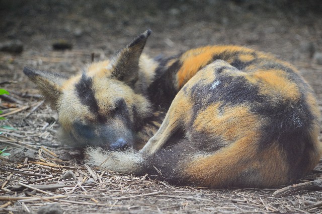 f:id:ranchou:20220627055127j:image