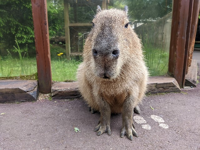 f:id:ranchou:20220627055159j:image