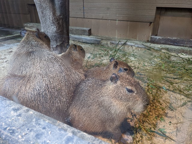 f:id:ranchou:20220627055211j:image