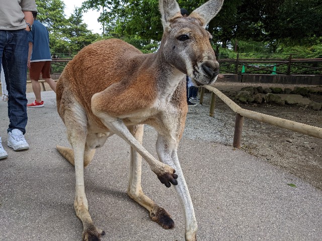 f:id:ranchou:20220627055225j:image