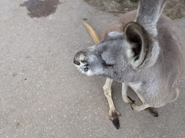 f:id:ranchou:20220627055233j:image