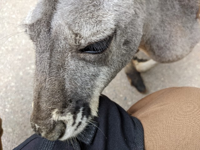 f:id:ranchou:20220627055320j:image