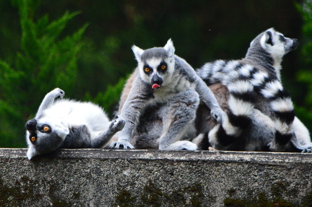 f:id:ranchou:20220627055956j:image