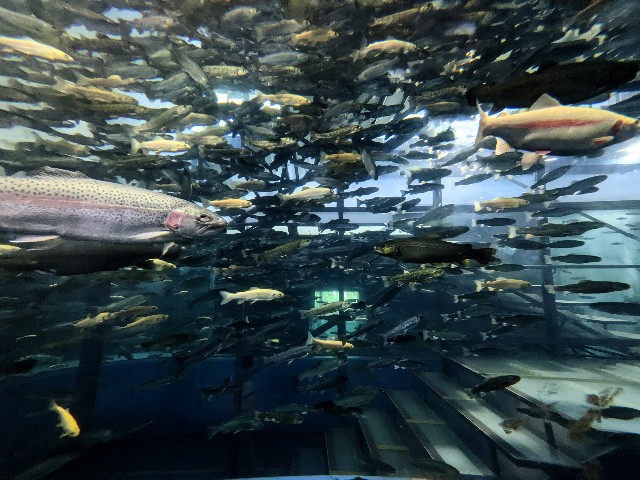 f:id:ranchou:20220627220952j:image f:id:ranchou:20220627220952j:image