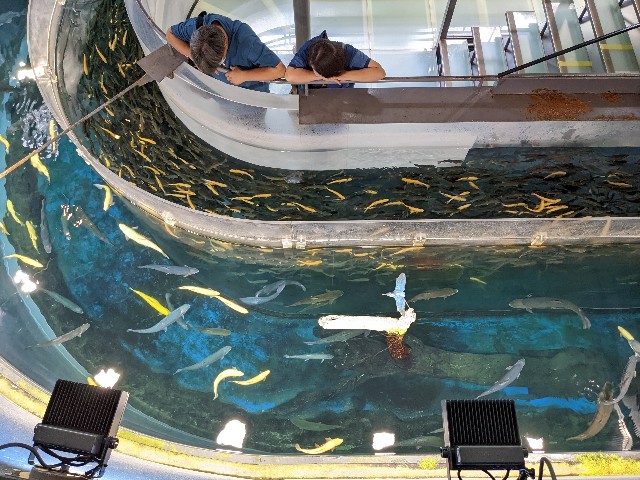 f:id:ranchou:20220627221035j:image f:id:ranchou:20220627221035j:image