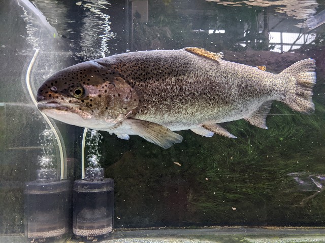 f:id:ranchou:20220627221233j:image f:id:ranchou:20220627221233j:image