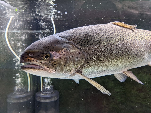 f:id:ranchou:20220627221513j:image f:id:ranchou:20220627221513j:image