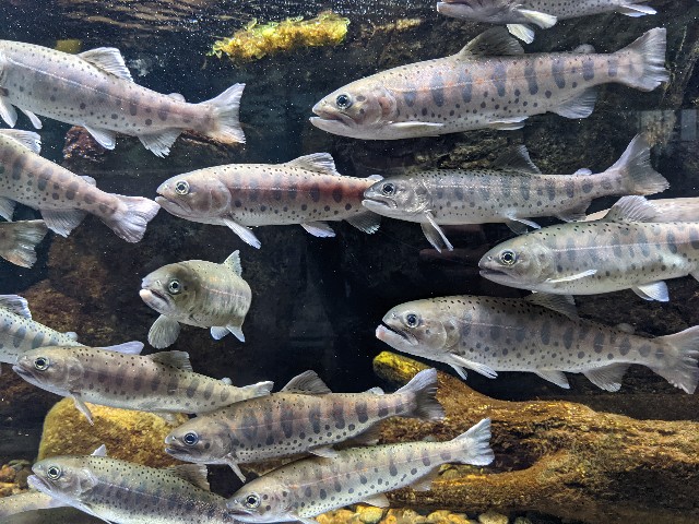 f:id:ranchou:20220627222234j:image f:id:ranchou:20220627222234j:image