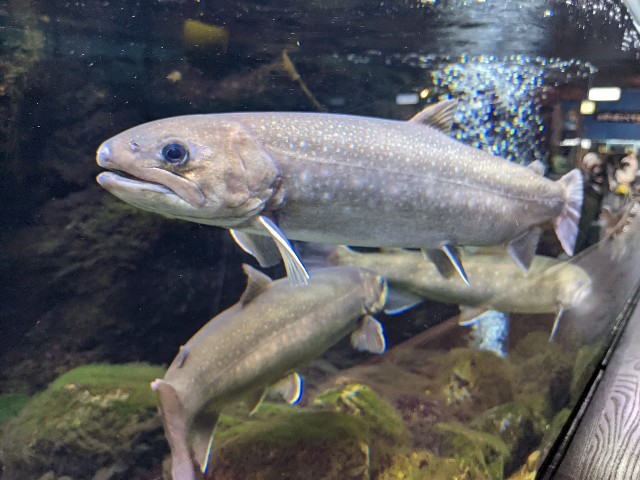 f:id:ranchou:20220627222244j:image f:id:ranchou:20220627222244j:image