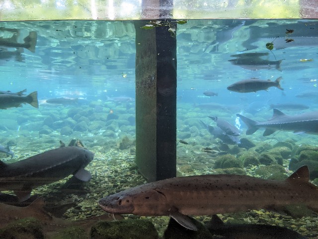 f:id:ranchou:20220627222337j:image f:id:ranchou:20220627222337j:image