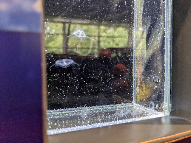 f:id:ranchou:20220627222555j:image f:id:ranchou:20220627222555j:image