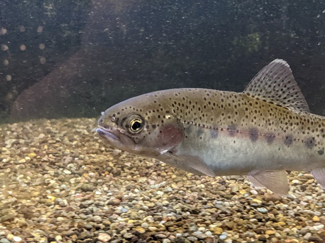 f:id:ranchou:20220627222707j:image f:id:ranchou:20220627222707j:image