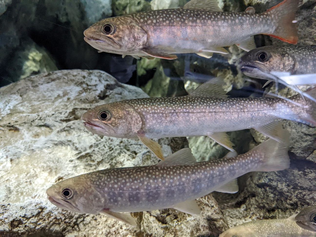 f:id:ranchou:20220629195232j:image