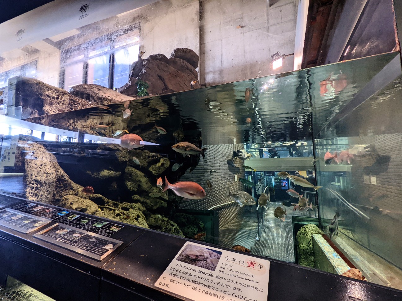 f:id:ranchou:20220629195322j:image