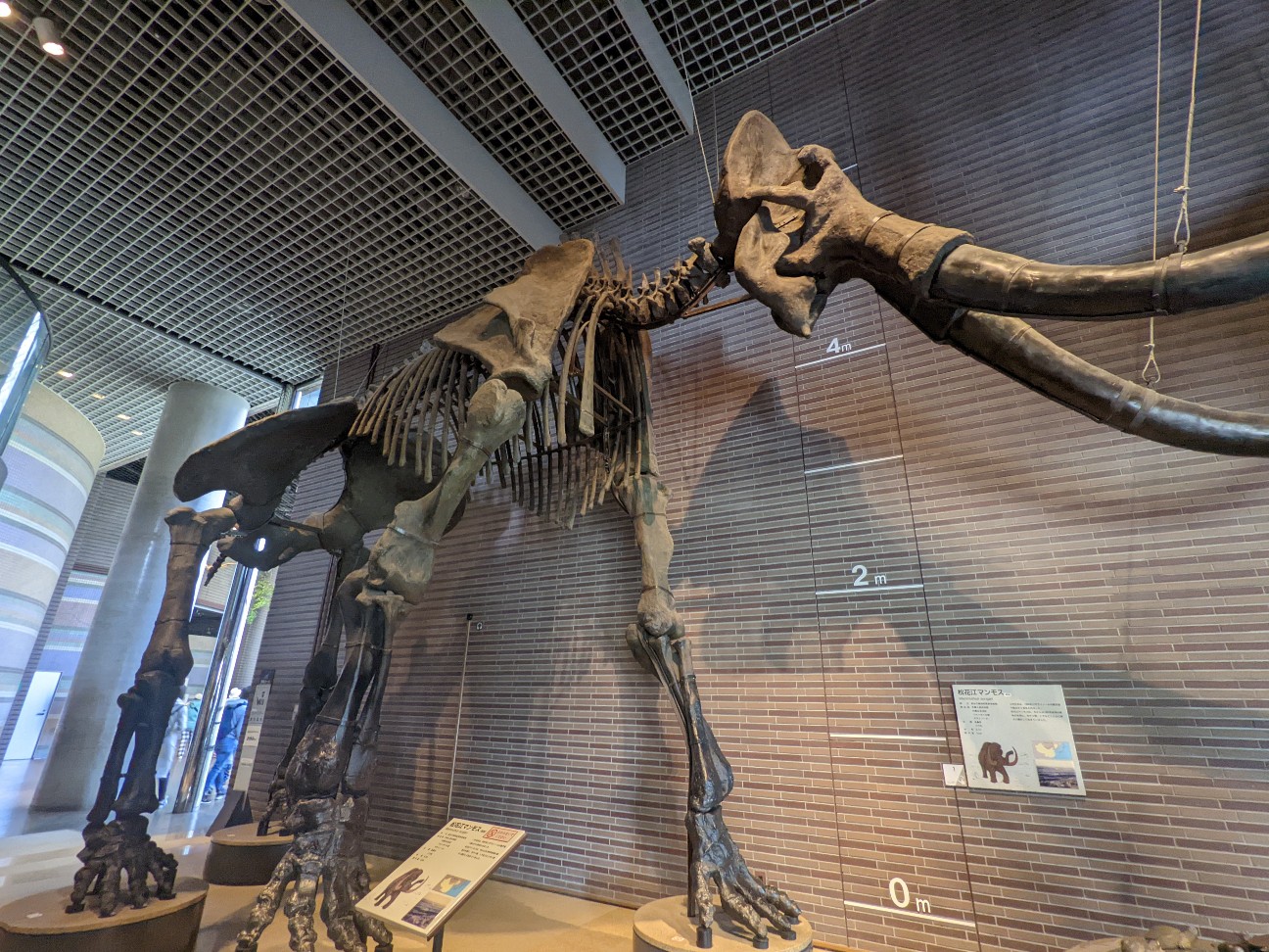 f:id:ranchou:20220629201733j:image