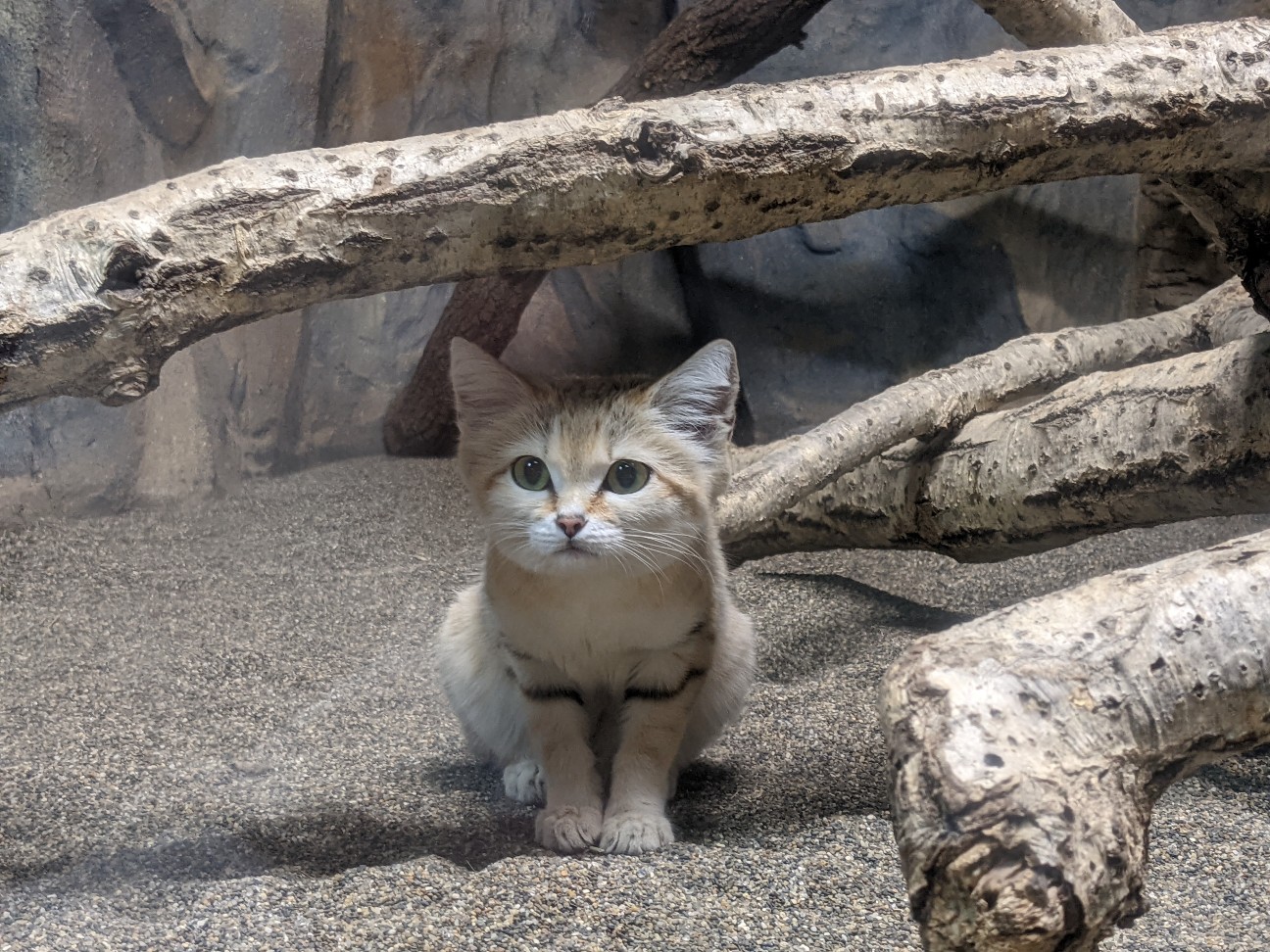 f:id:ranchou:20220704082309j:image