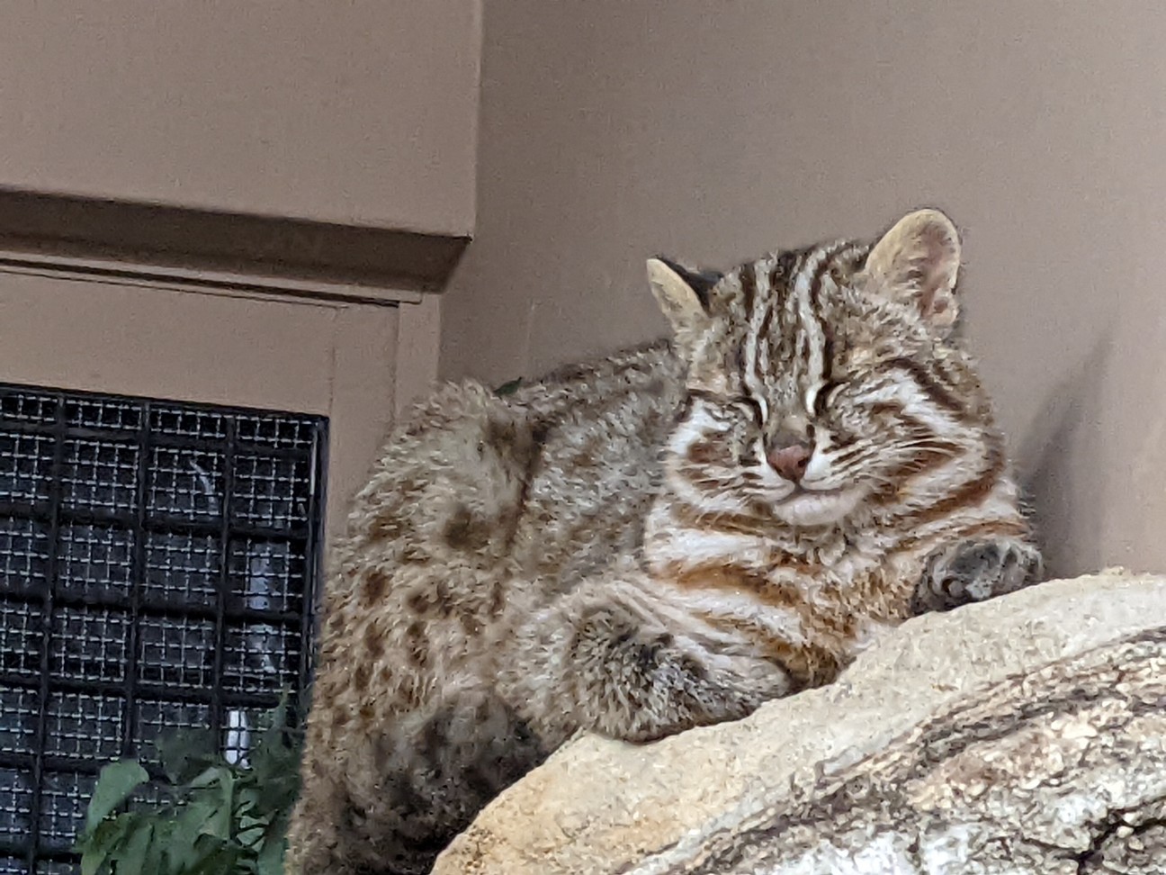 f:id:ranchou:20220704082338j:image