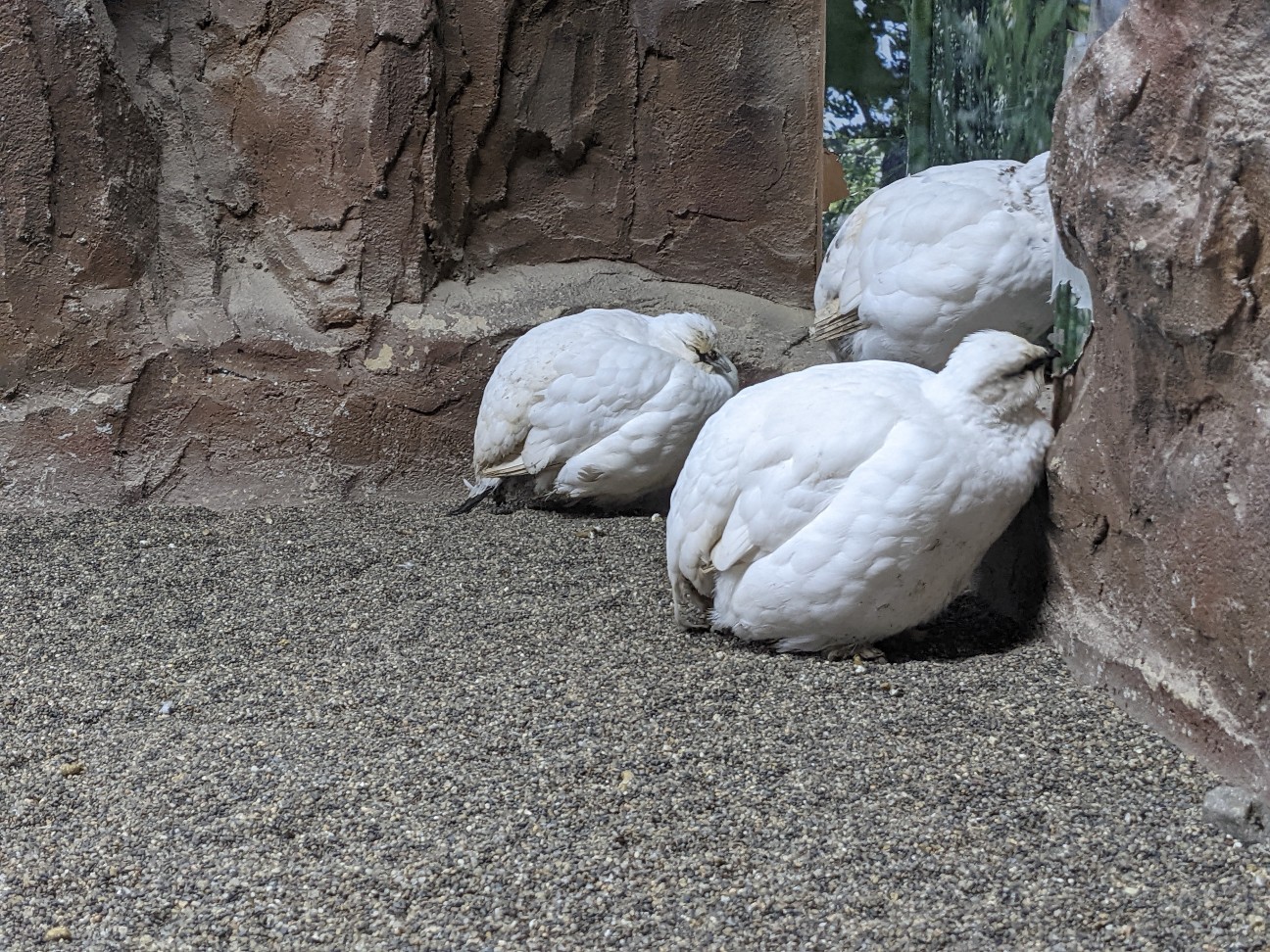 f:id:ranchou:20220704082402j:image