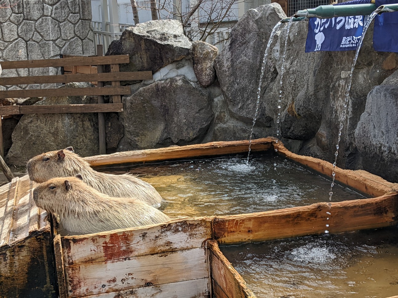 f:id:ranchou:20220704082414j:image