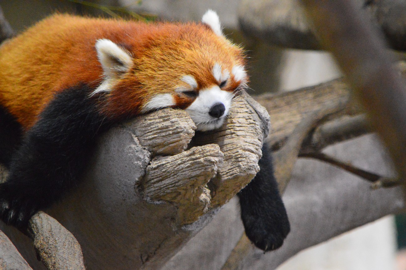 f:id:ranchou:20220704082818j:image