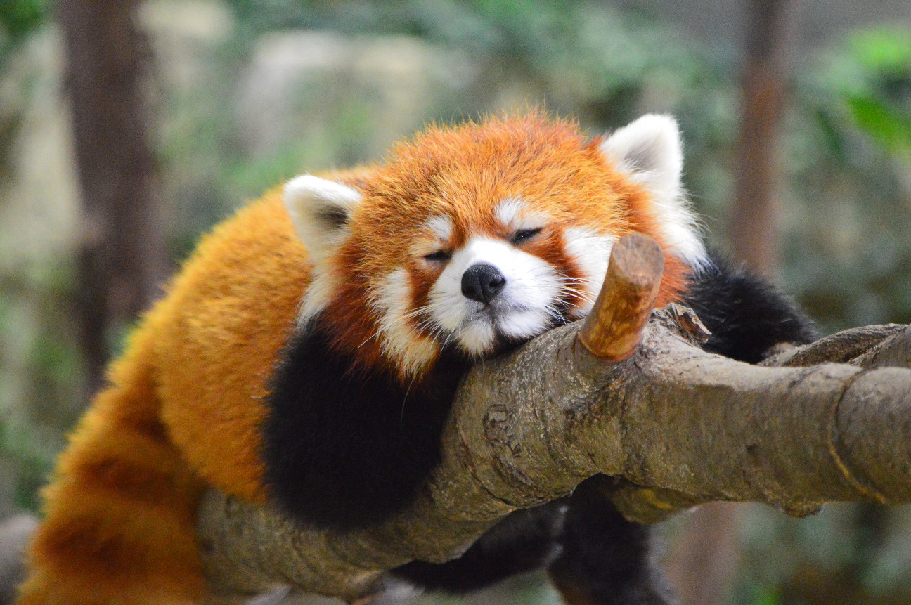 f:id:ranchou:20220704082829j:image