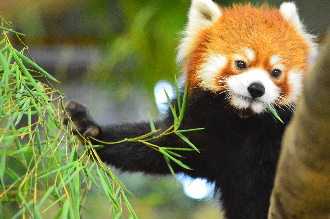 f:id:ranchou:20220704082841j:image