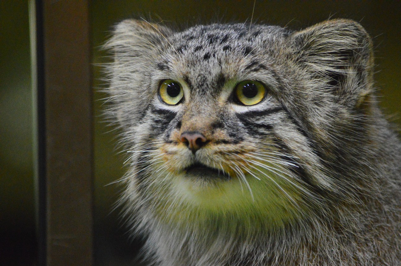 f:id:ranchou:20220704083114j:image