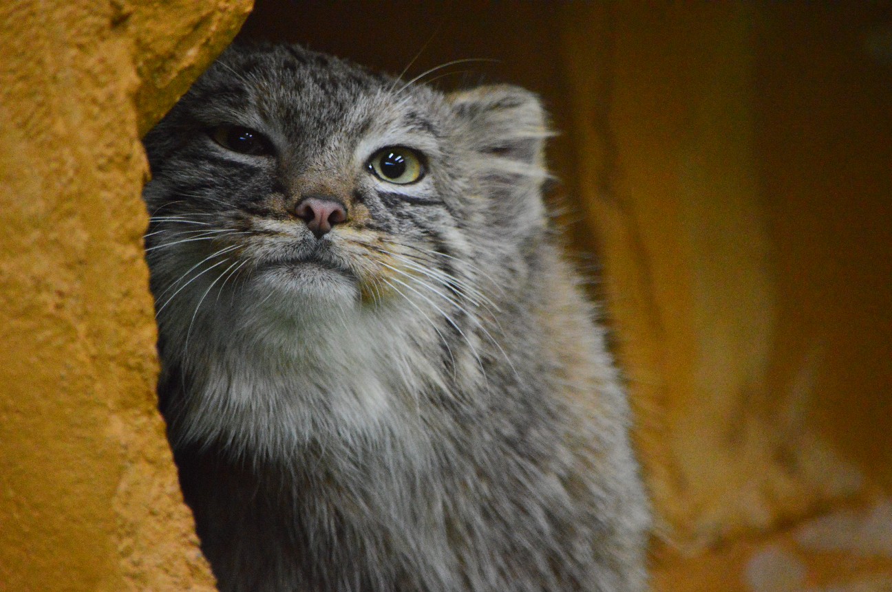 f:id:ranchou:20220704083135j:image