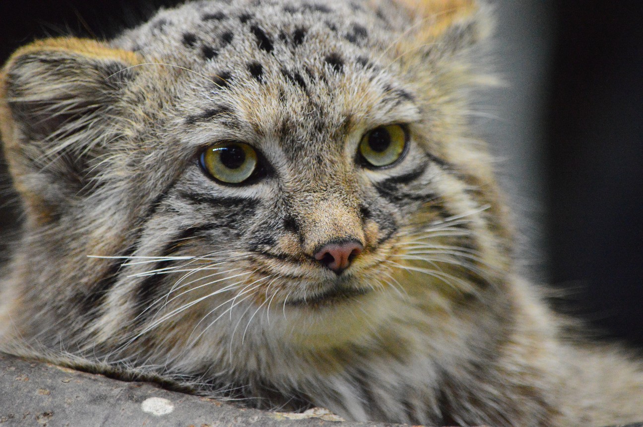 f:id:ranchou:20220704083155j:image