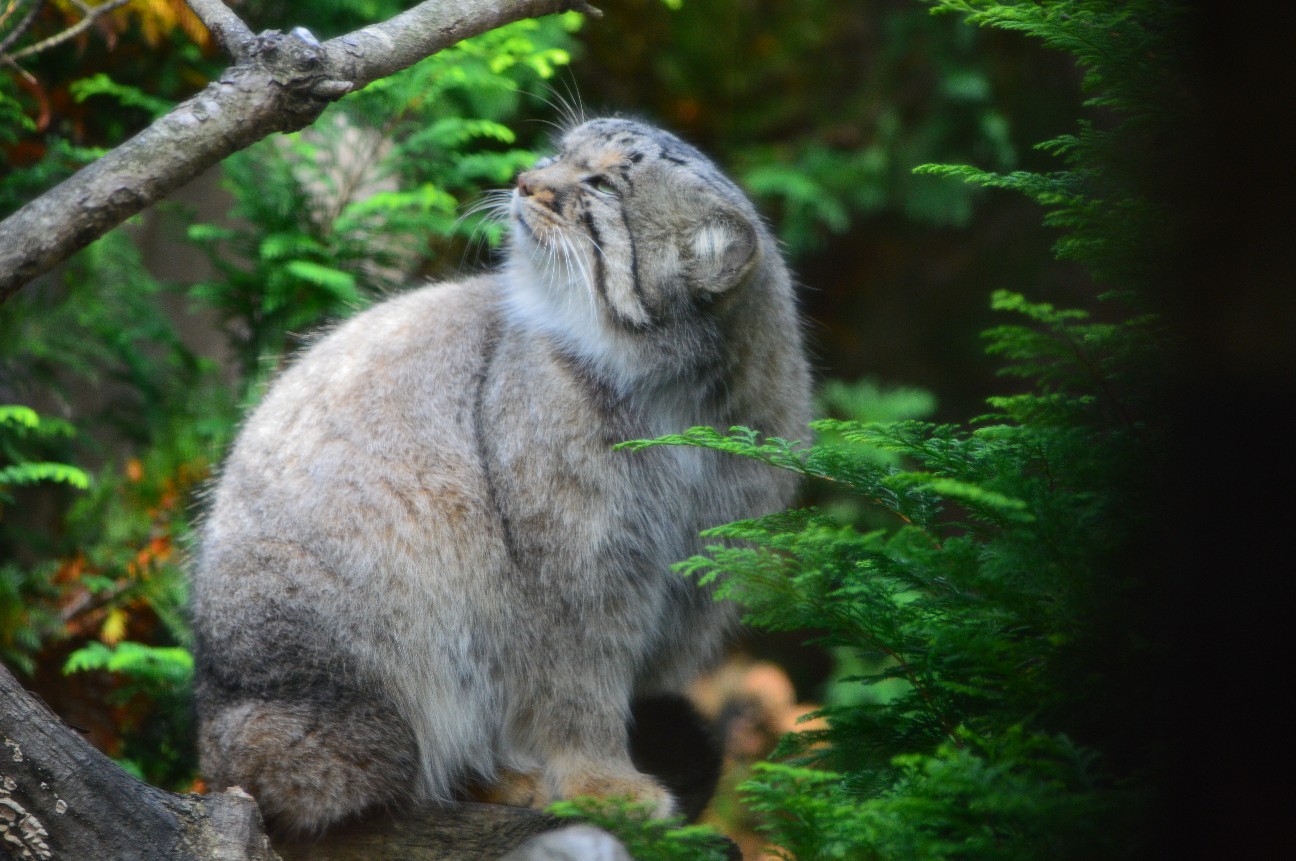 f:id:ranchou:20220704083210j:image