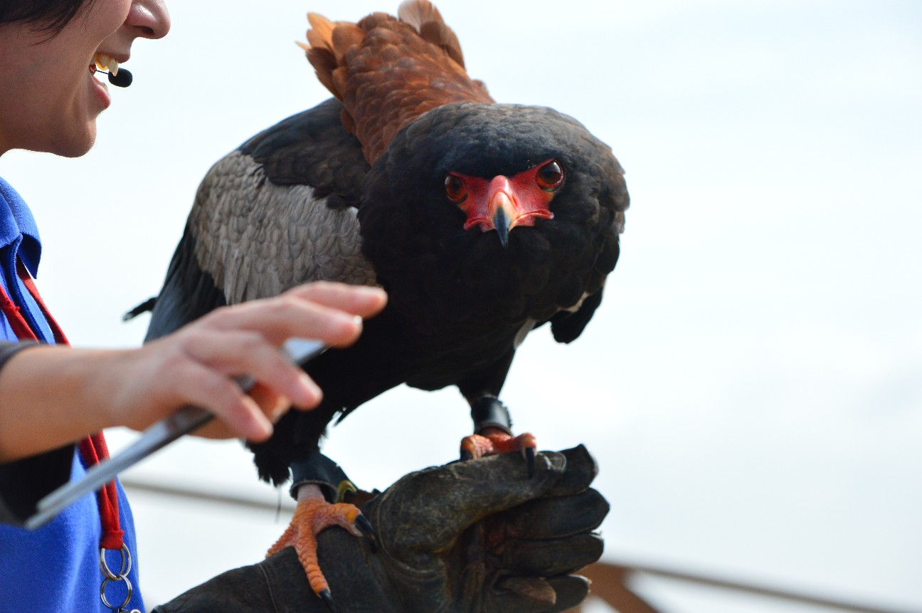 f:id:ranchou:20220704083302j:image