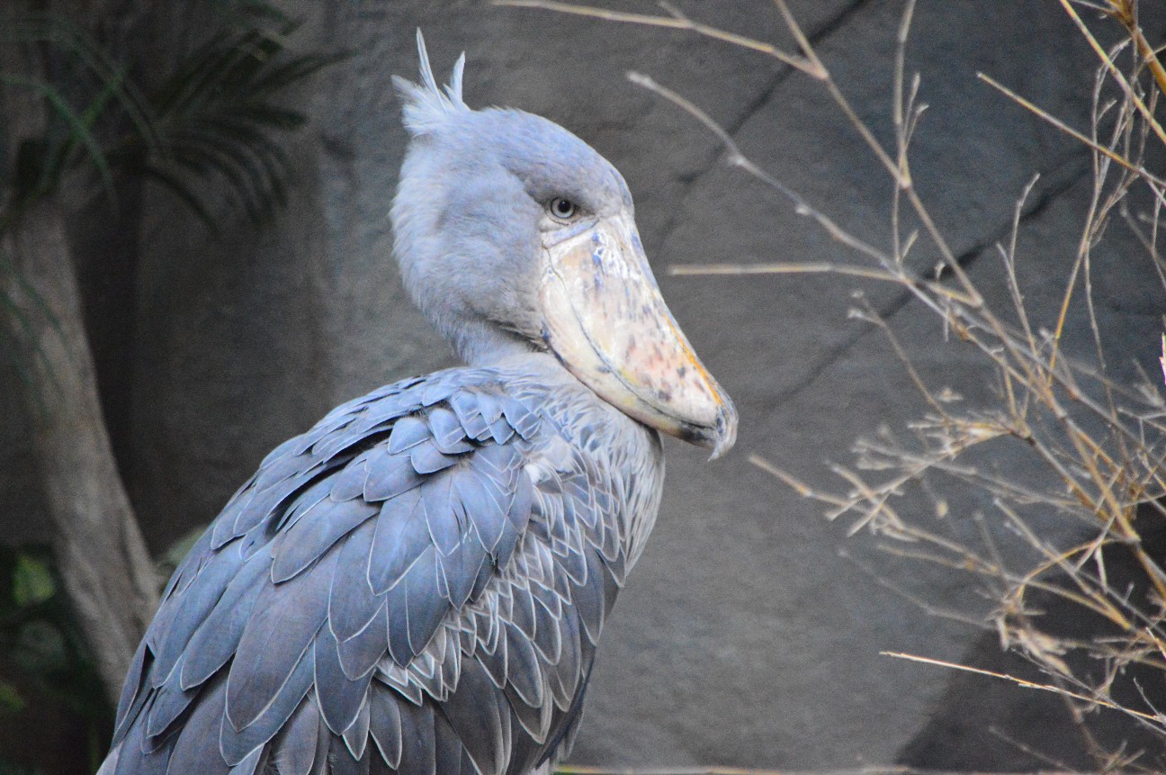 f:id:ranchou:20220704083336j:image