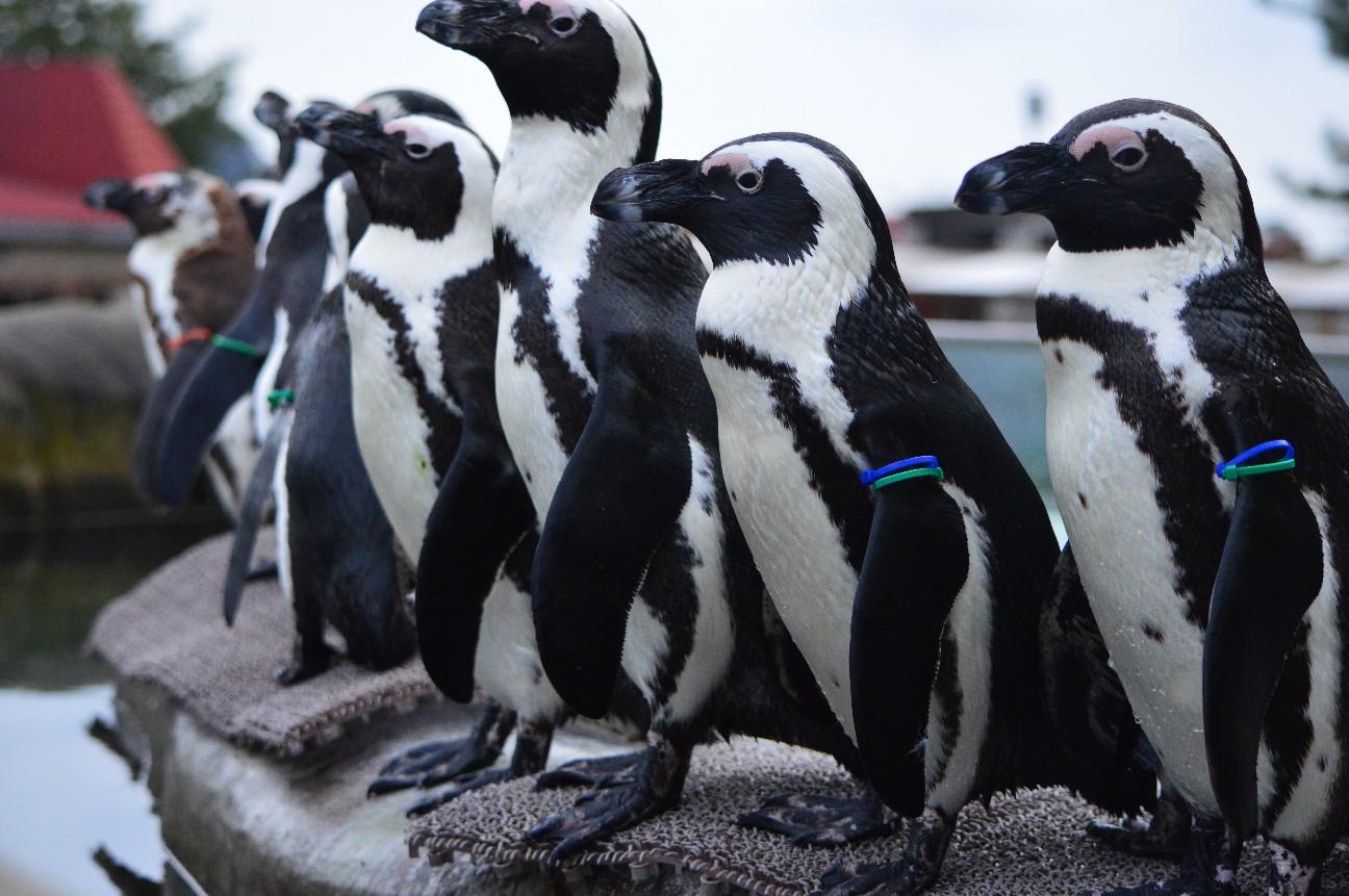 f:id:ranchou:20220704083403j:image