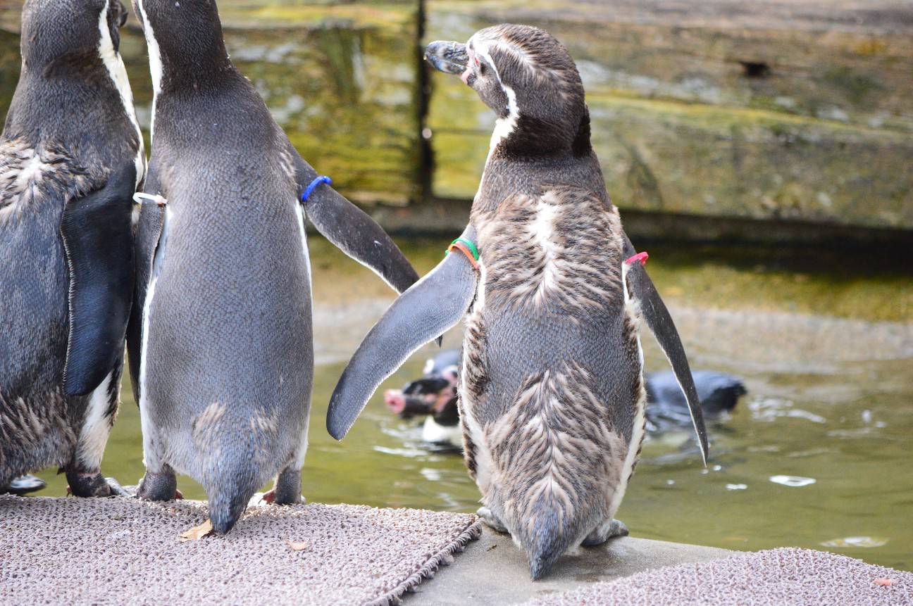 f:id:ranchou:20220704083431j:image