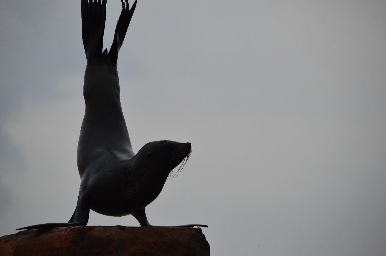 f:id:ranchou:20220704083515j:image