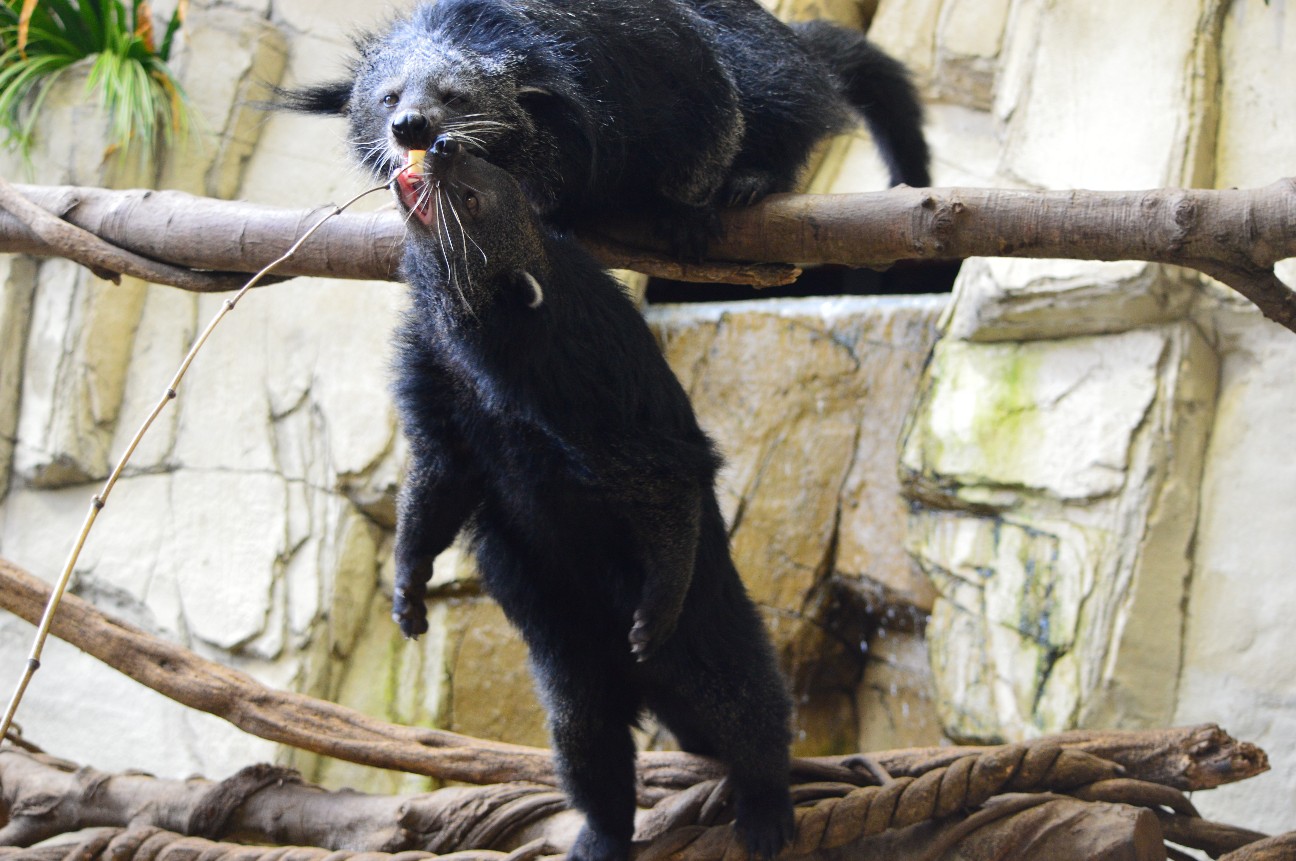 f:id:ranchou:20220704083607j:image