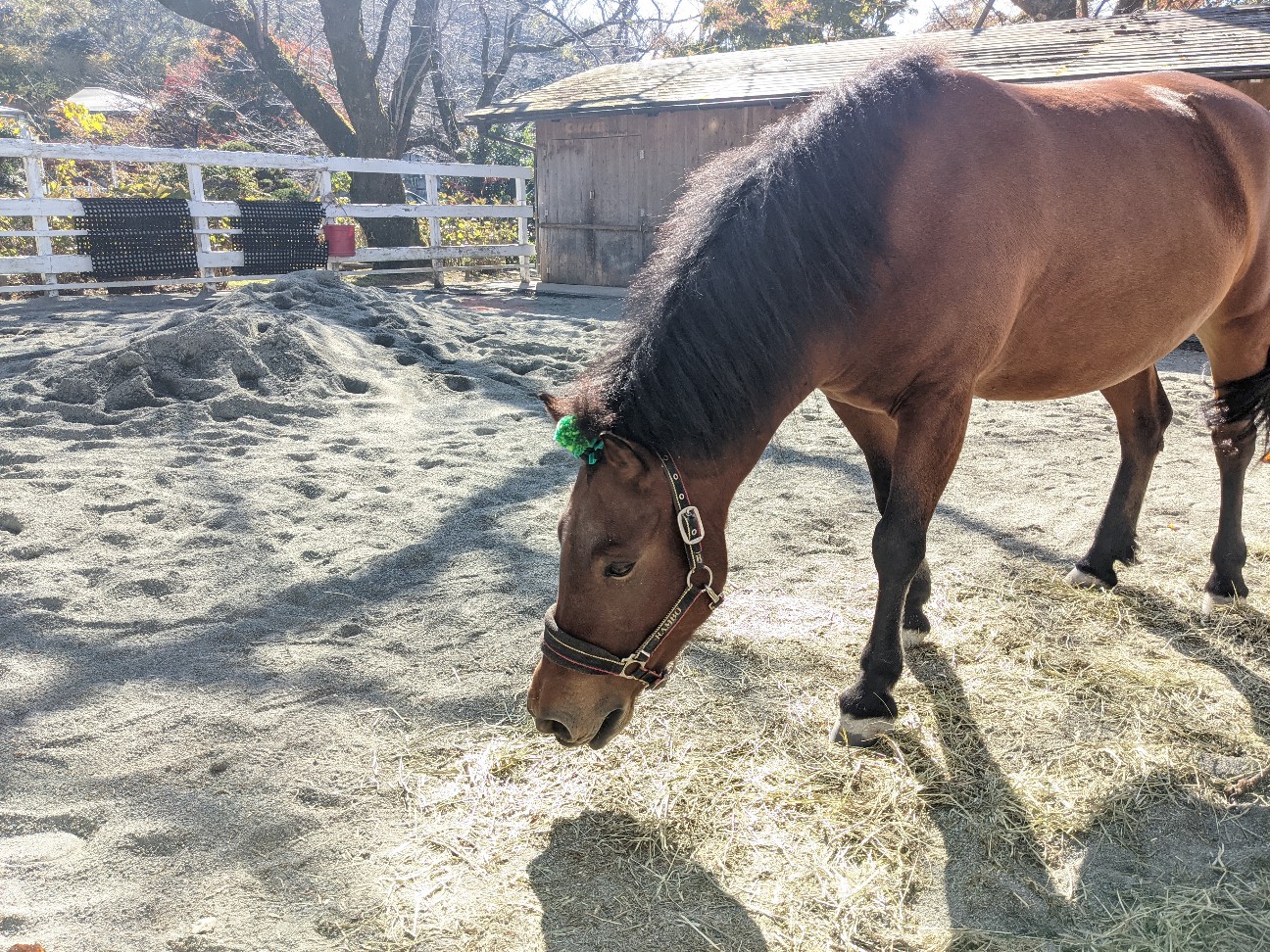 f:id:ranchou:20220706080113j:image